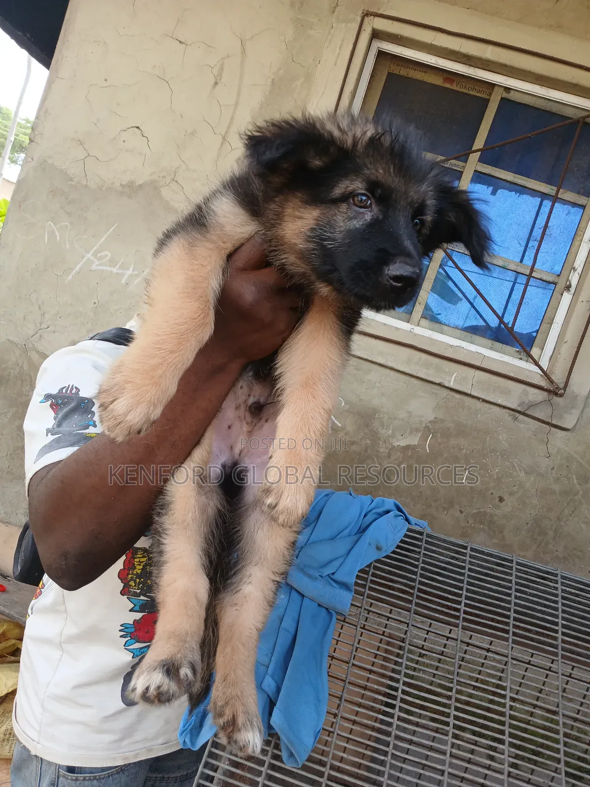 1-3 months Male Purebred German Shepherd