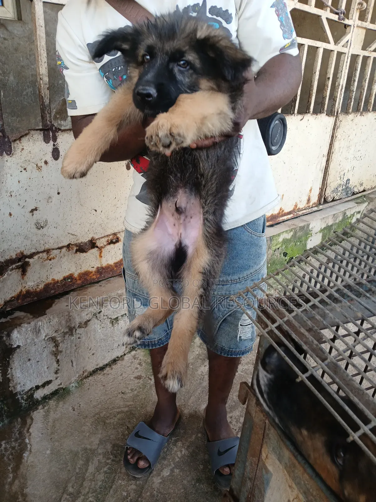 1-3 months Male Purebred German Shepherd