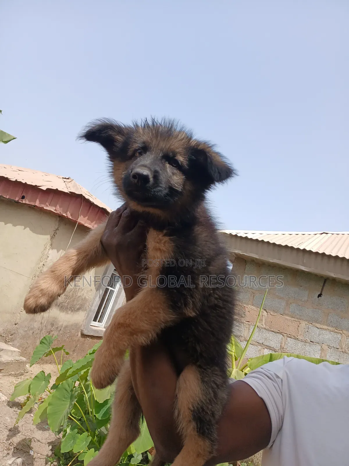 1-3 months Male Purebred German Shepherd