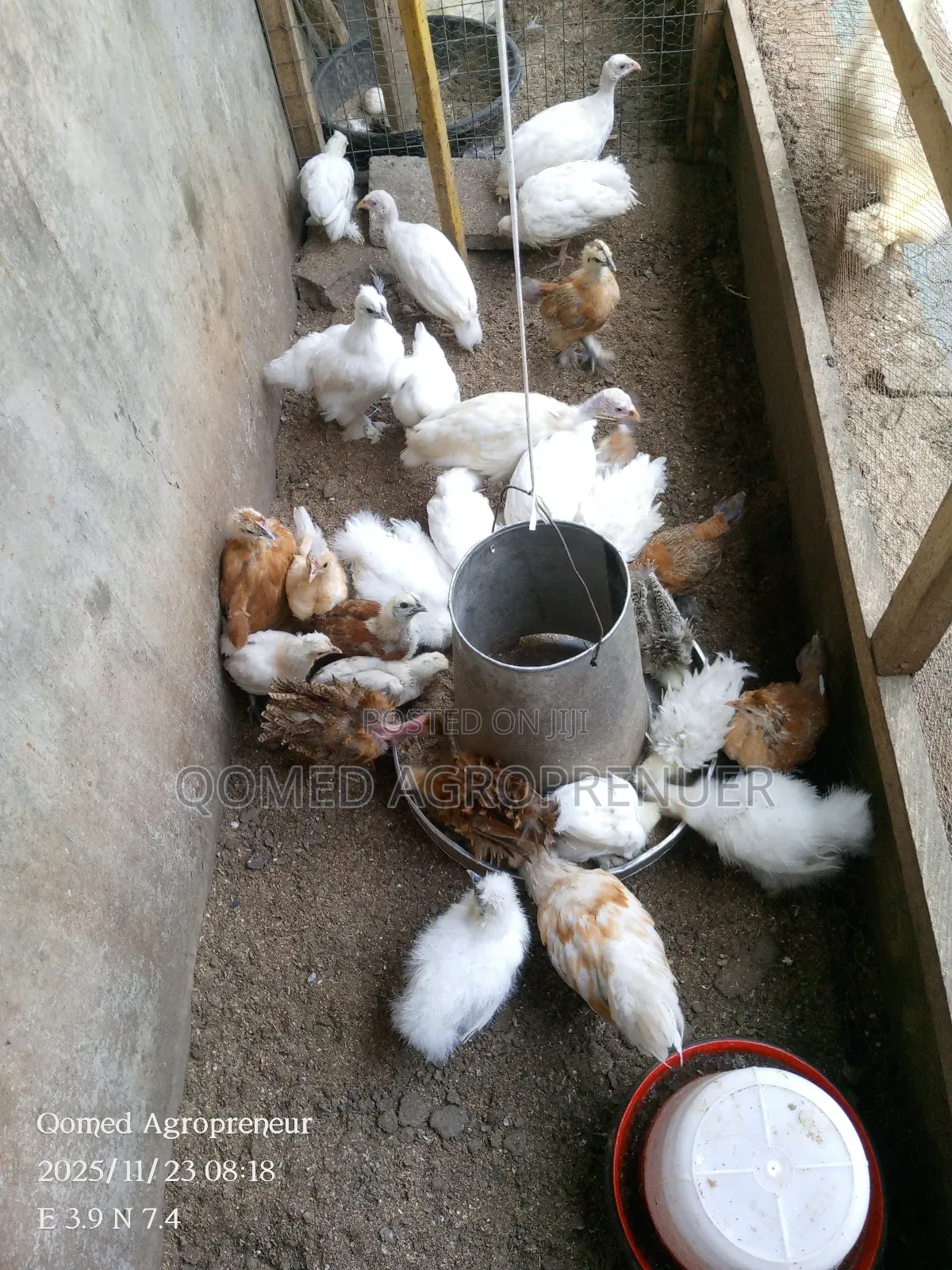 Young Brahma, Silkie, Sultan, Polish, Frizzle, Naked Neck