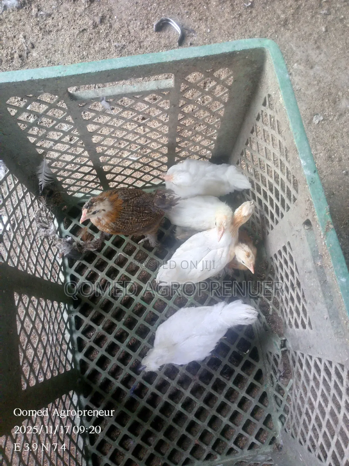 Young Brahma, Silkie, Sultan, Polish, Frizzle, Naked Neck