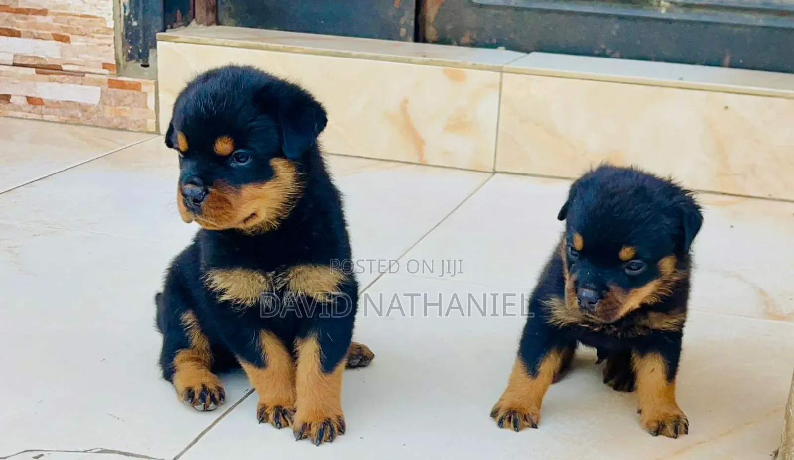 1-3 months Male Purebred Rottweiler