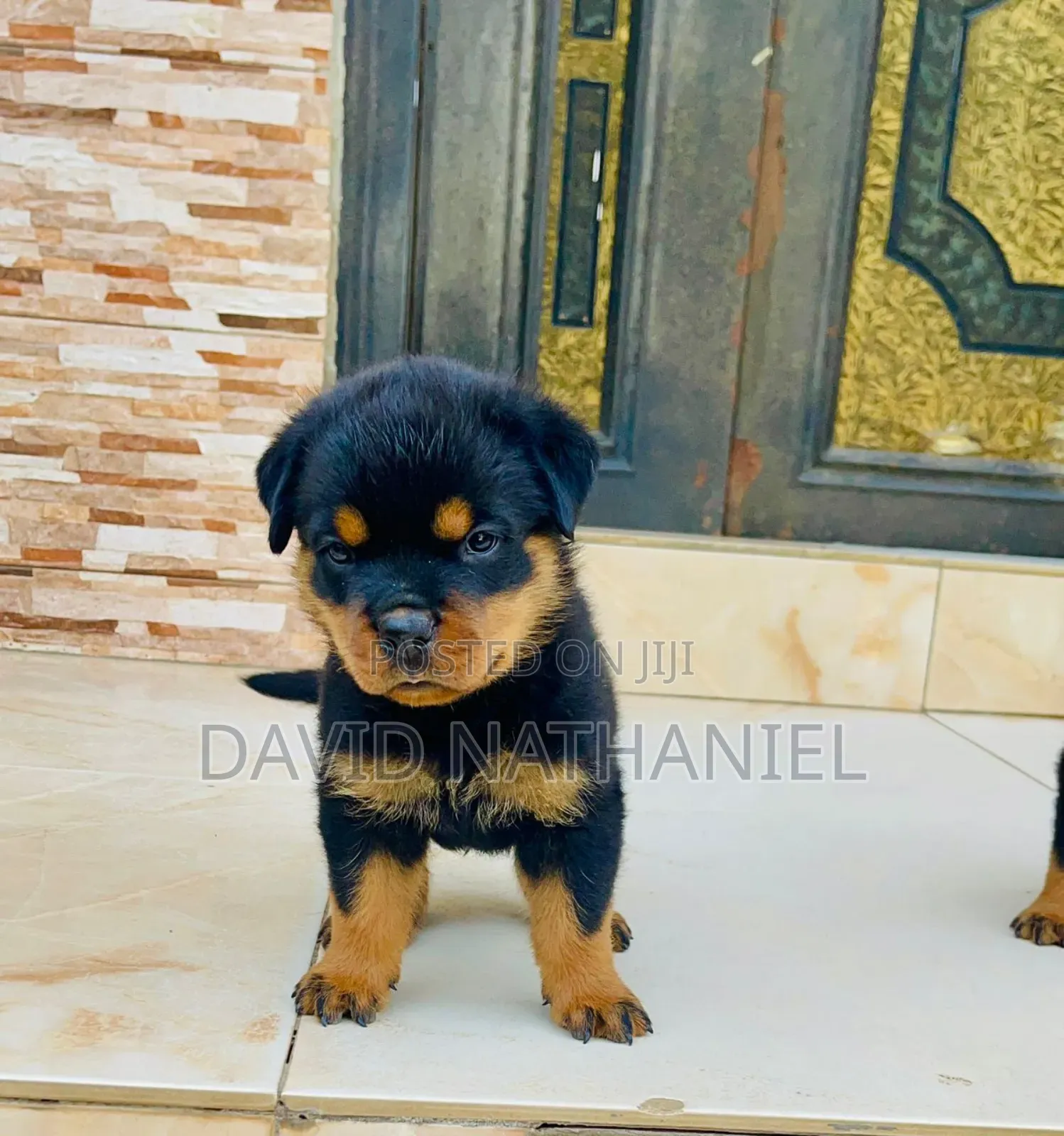 1-3 months Male Purebred Rottweiler