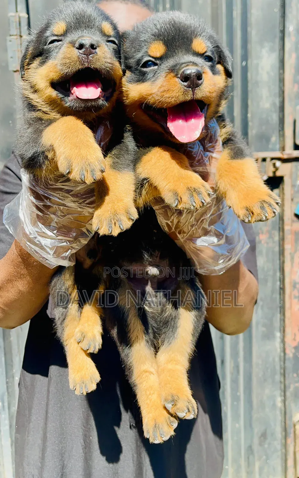 1-3 months Male Purebred Rottweiler