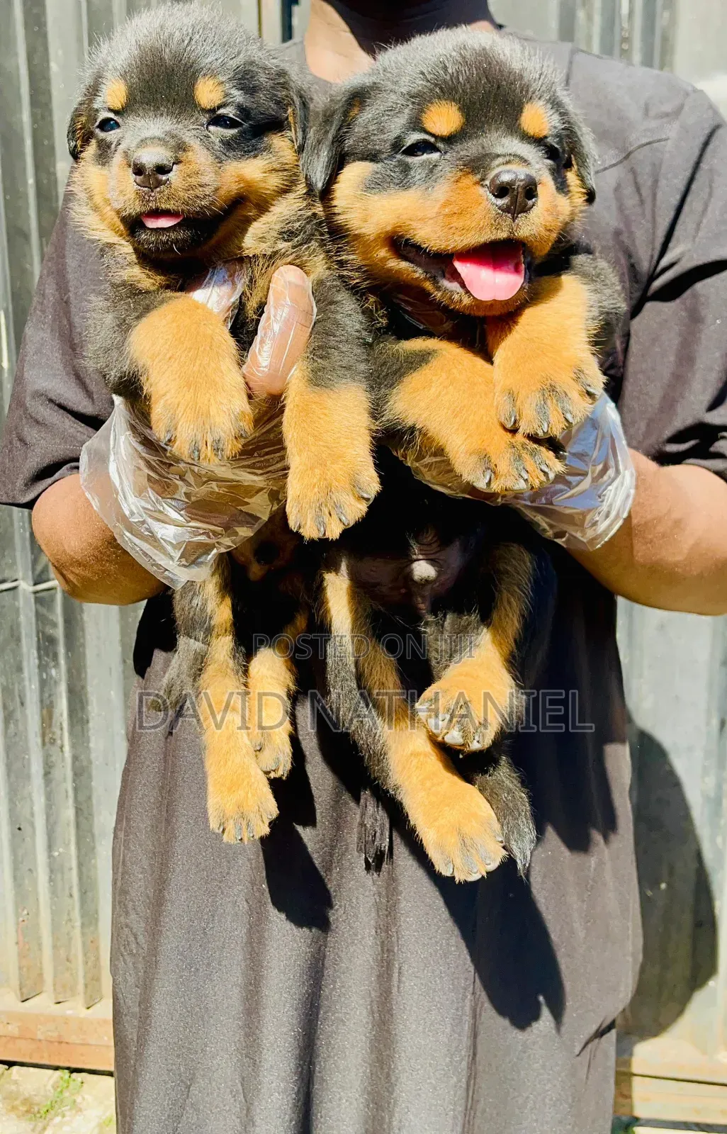1-3 months Male Purebred Rottweiler