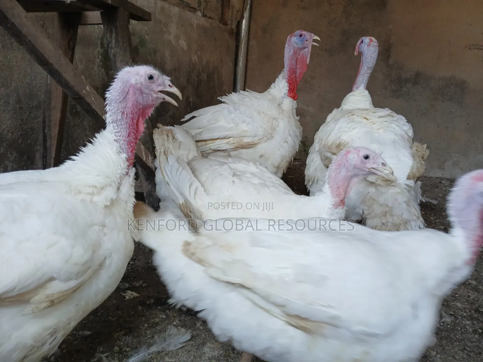 Foreign Turkey