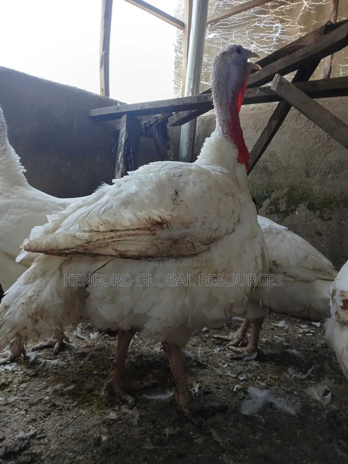 Foreign Turkey