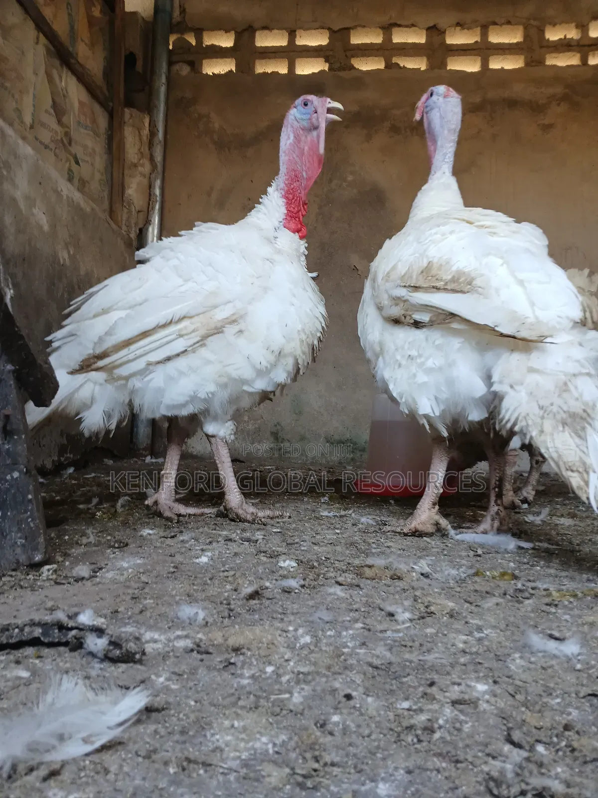 Foreign Turkey