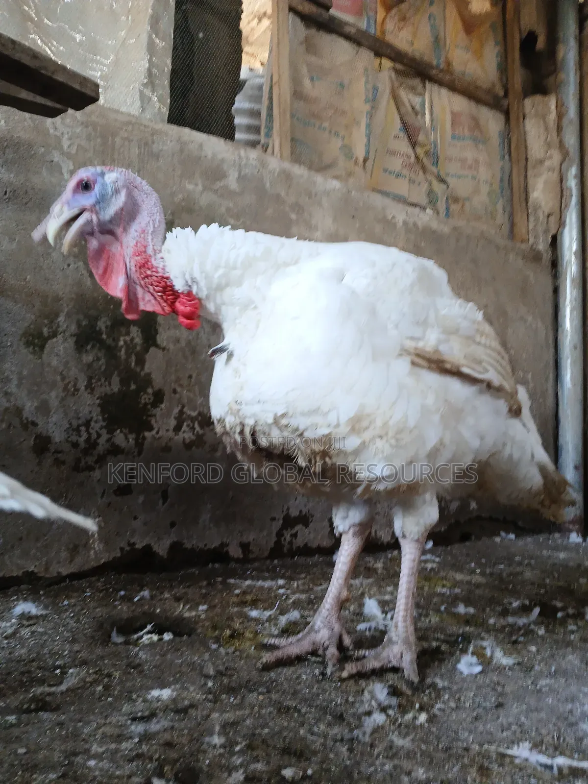 Foreign Turkey