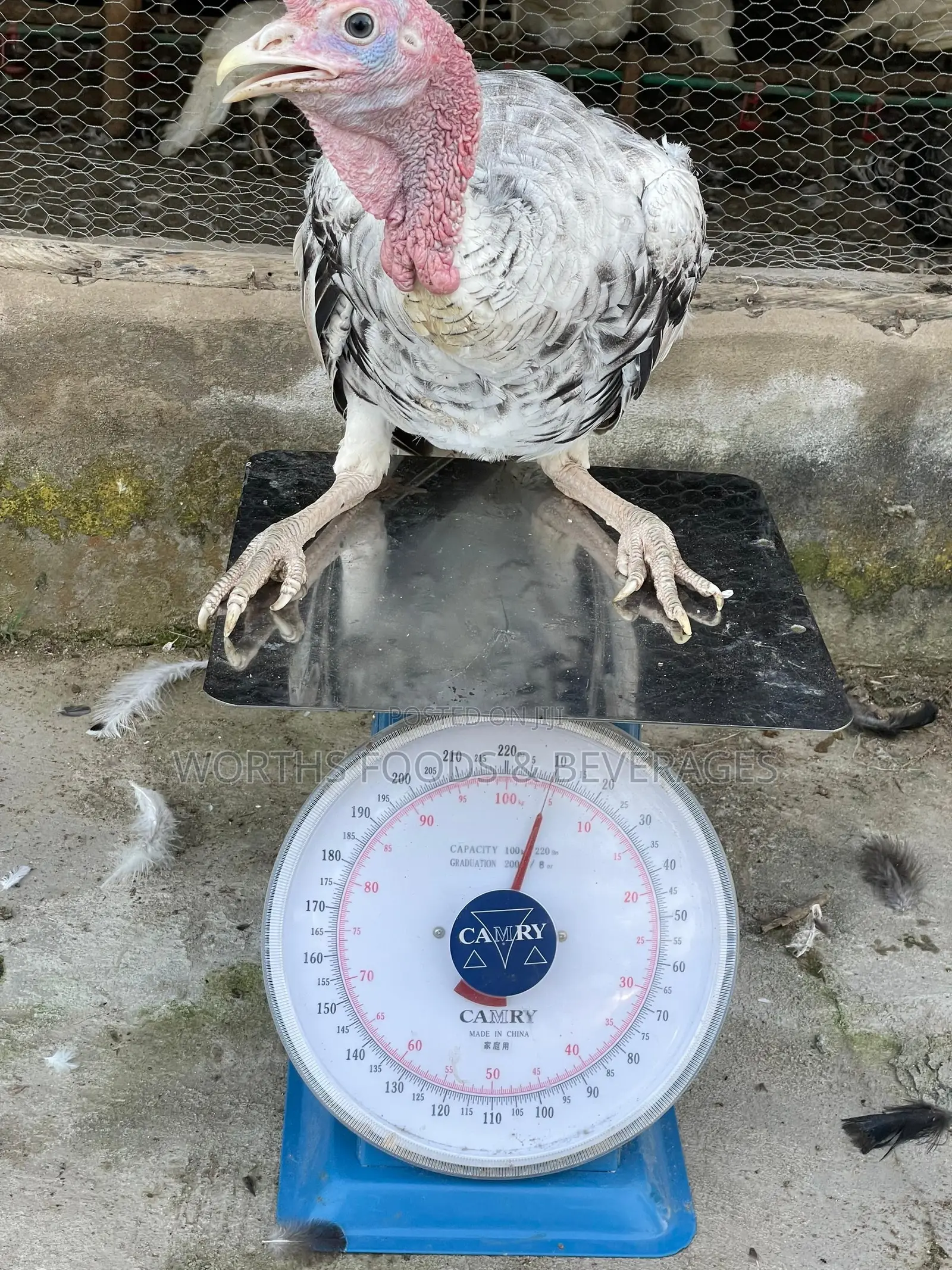 Local Big Turkeys for Sale