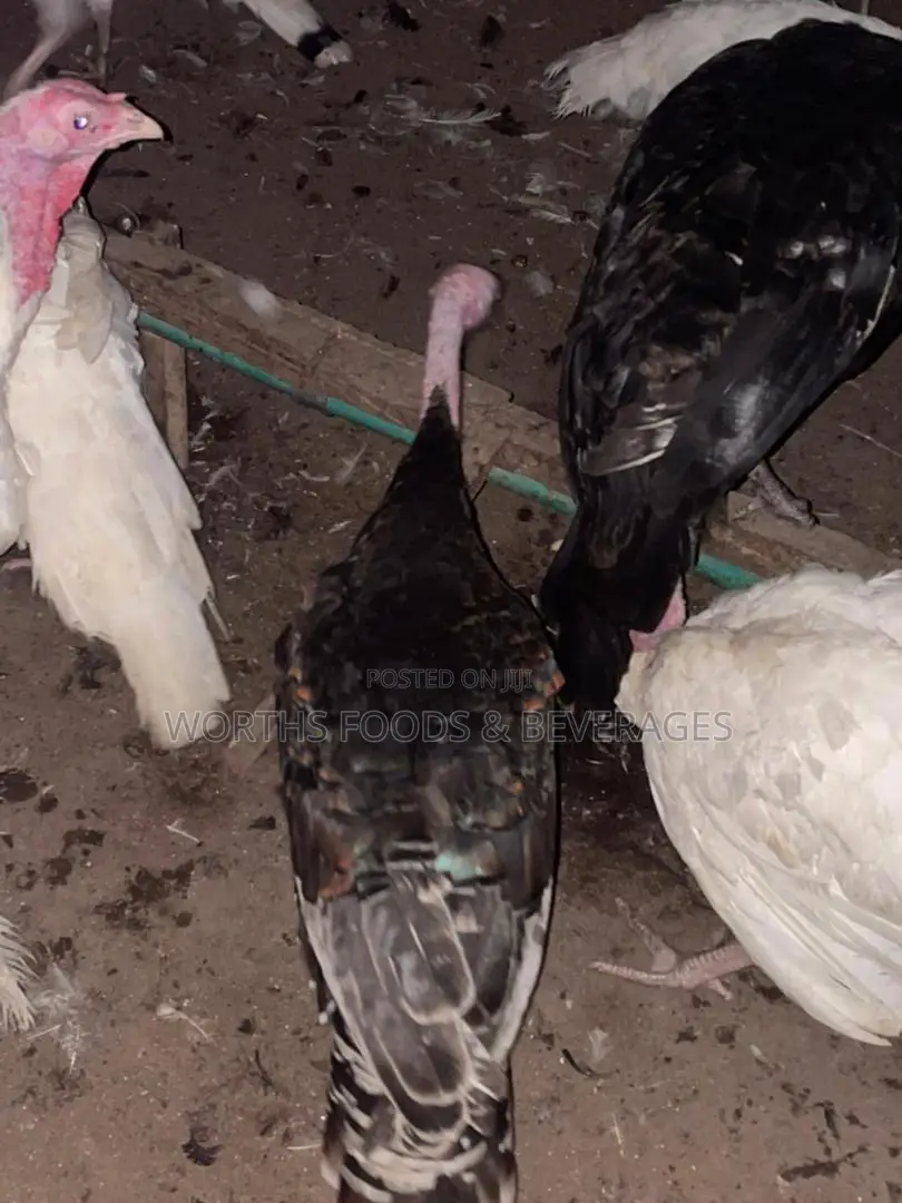 Local Big Turkeys for Sale