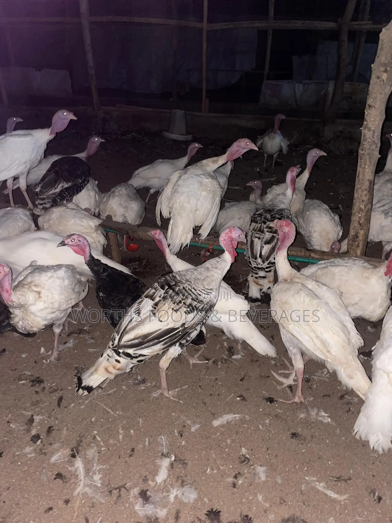 Local Big Turkeys for Sale