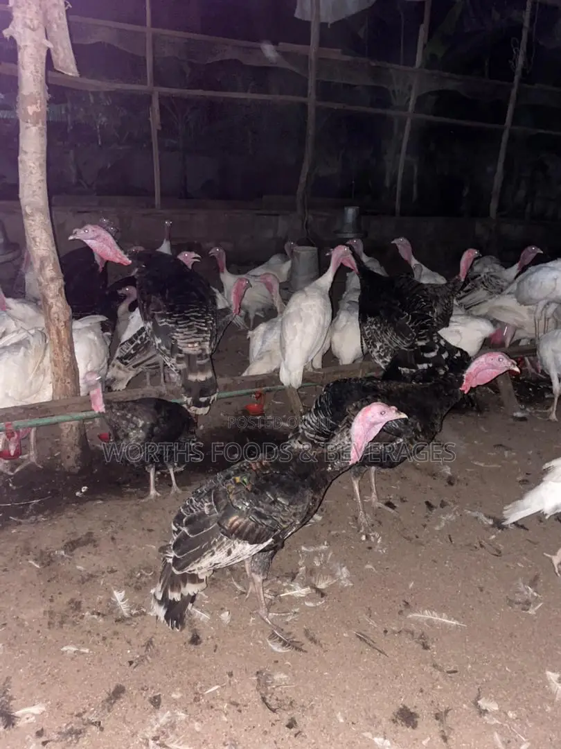 Local Big Turkeys for Sale