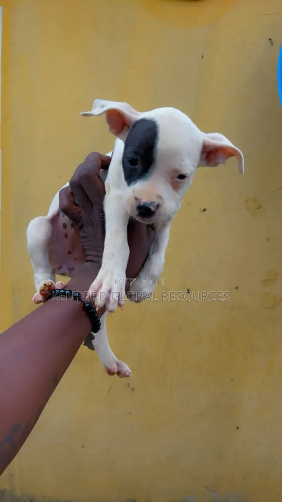 1-3 months Female Purebred American Pit Bull Terrier