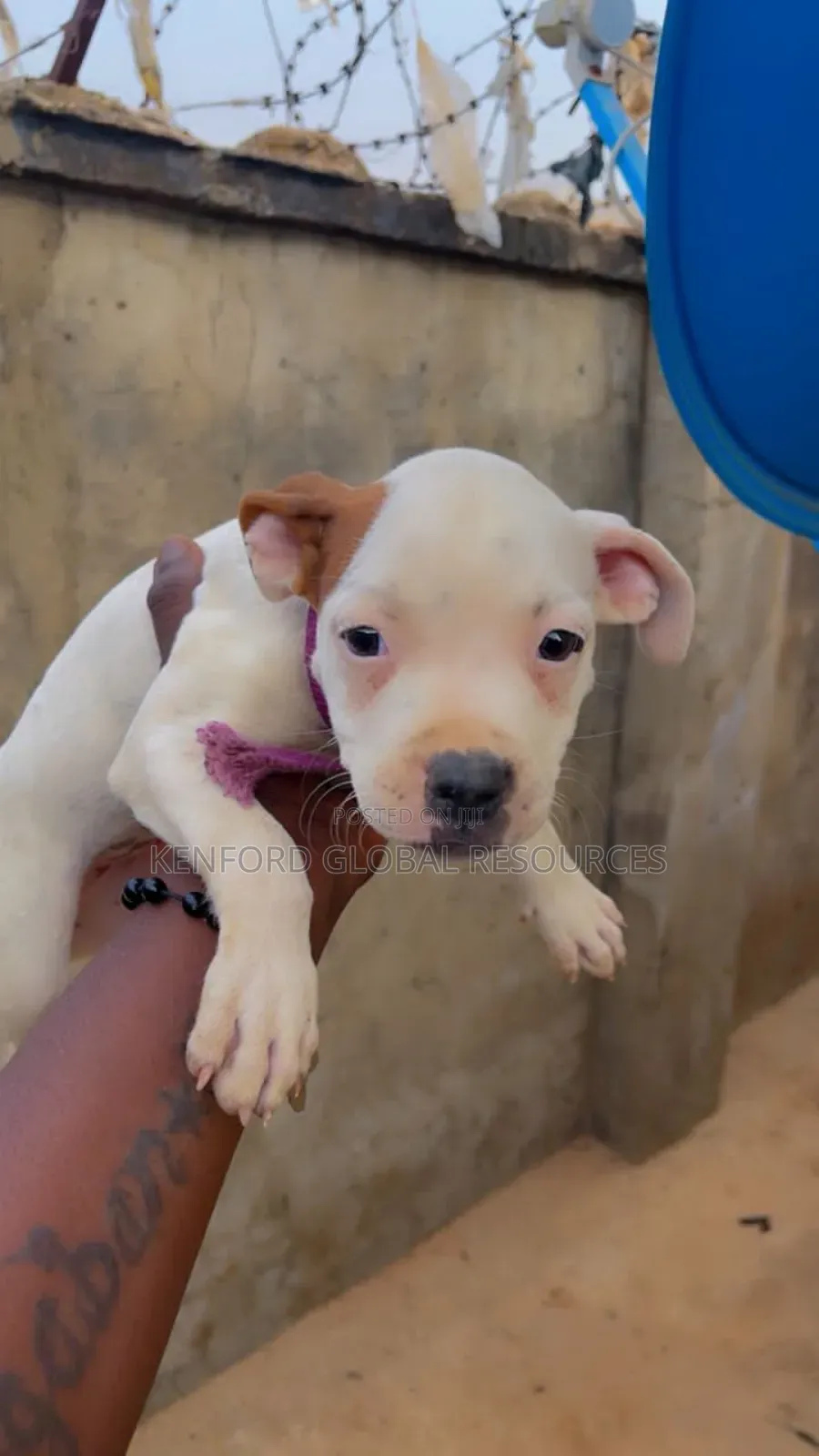 1-3 months Female Purebred American Pit Bull Terrier