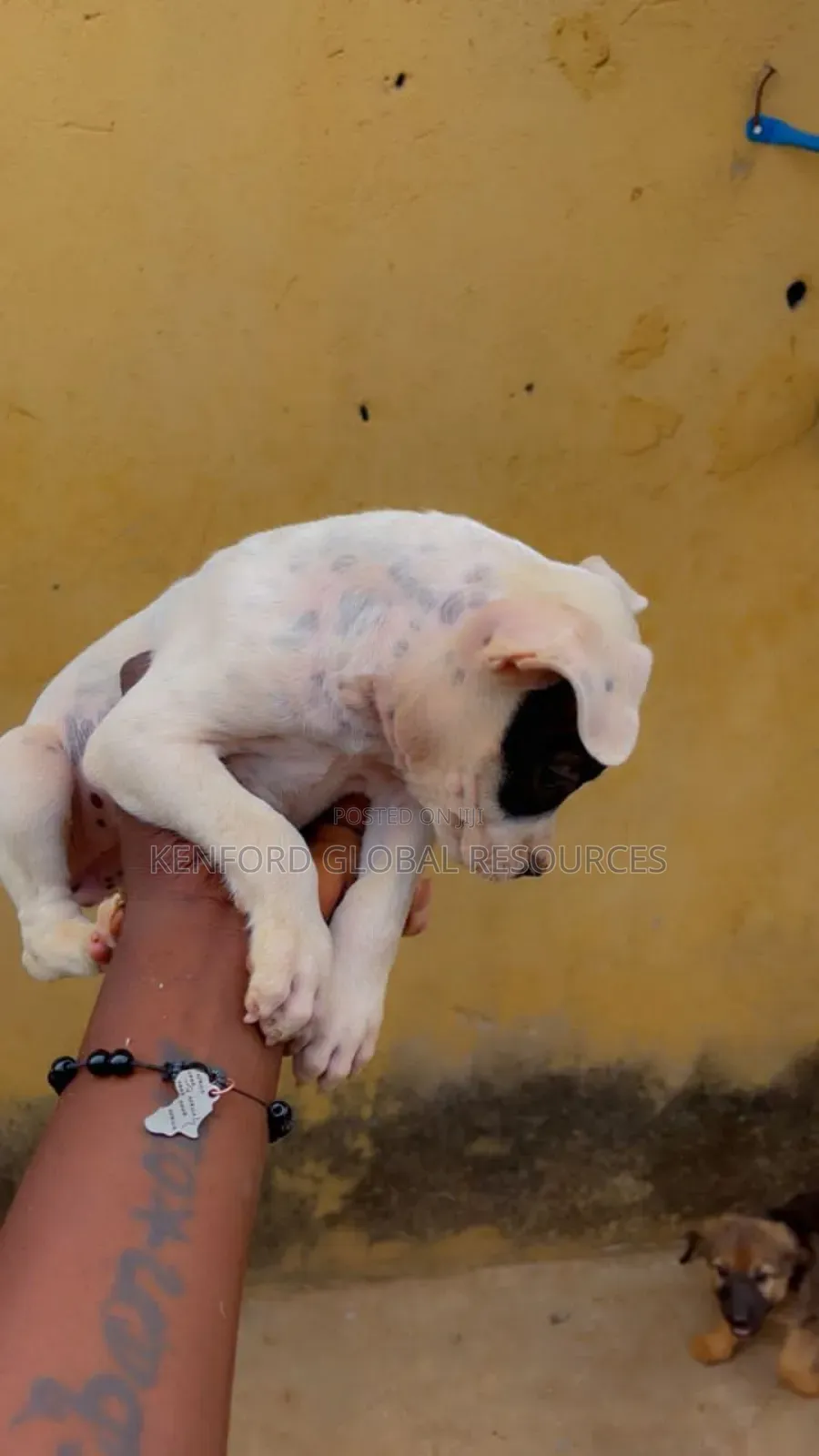1-3 months Female Purebred American Pit Bull Terrier