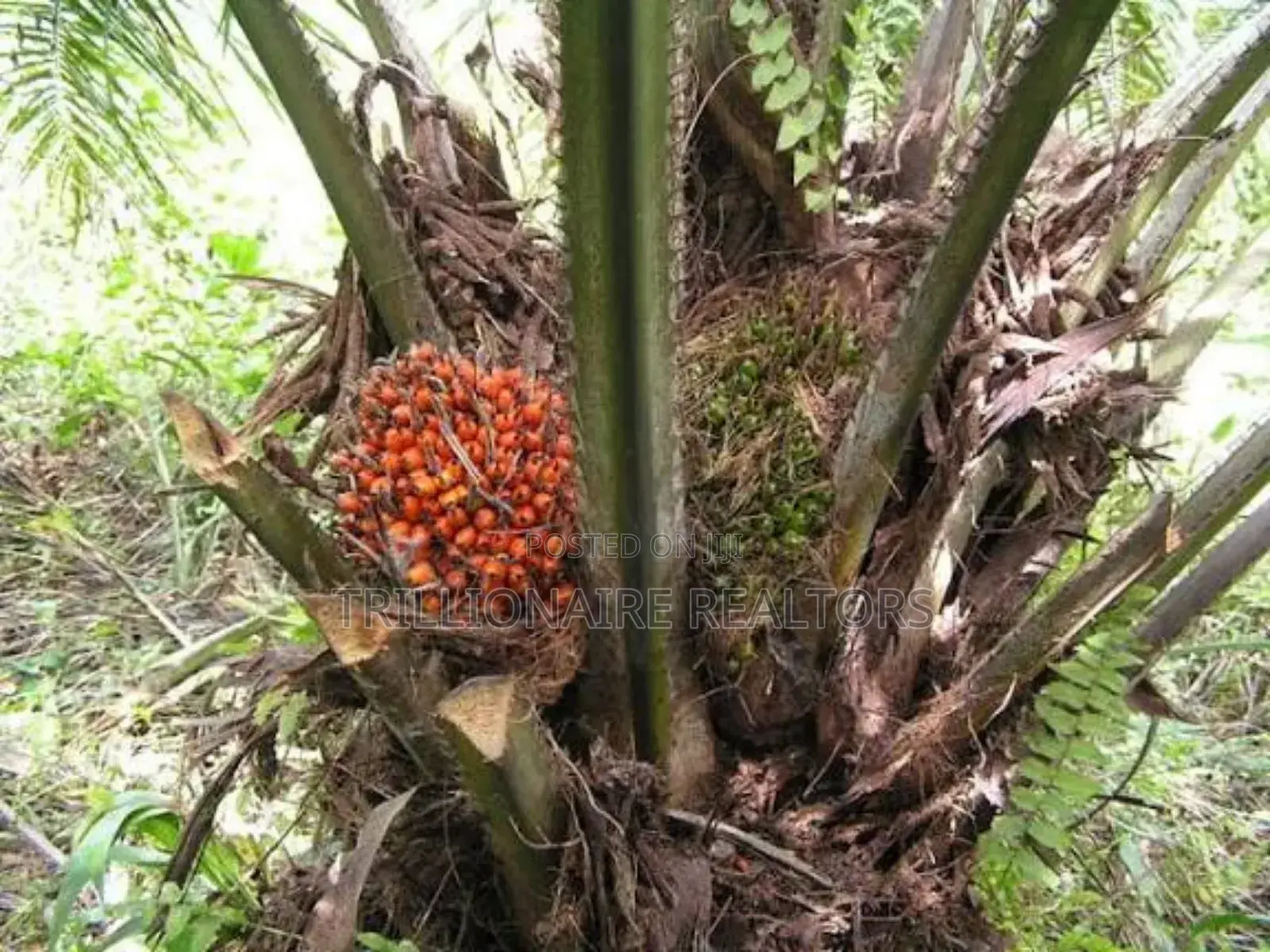 Palm Tree Plantation