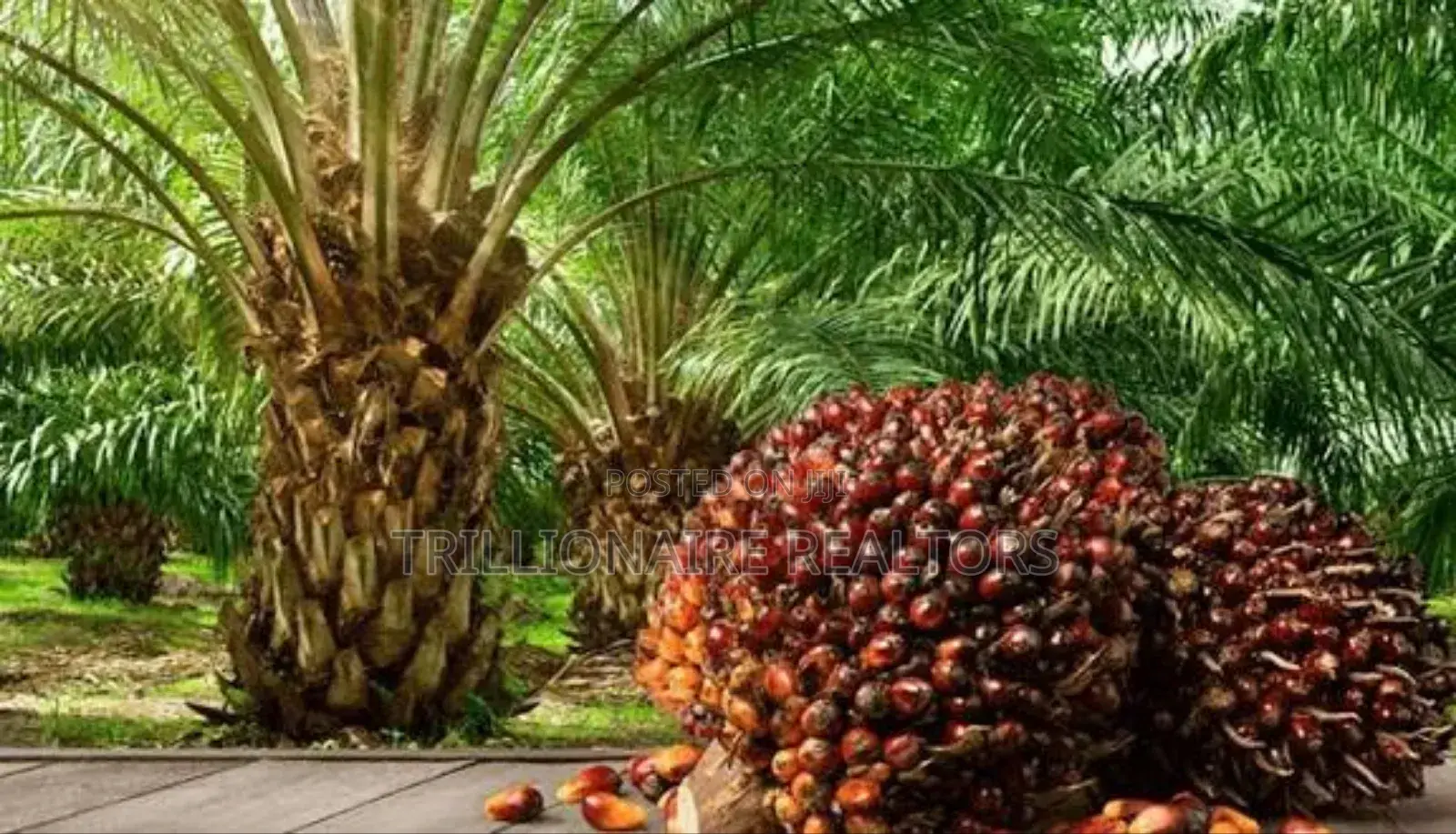 Palm Tree Plantation