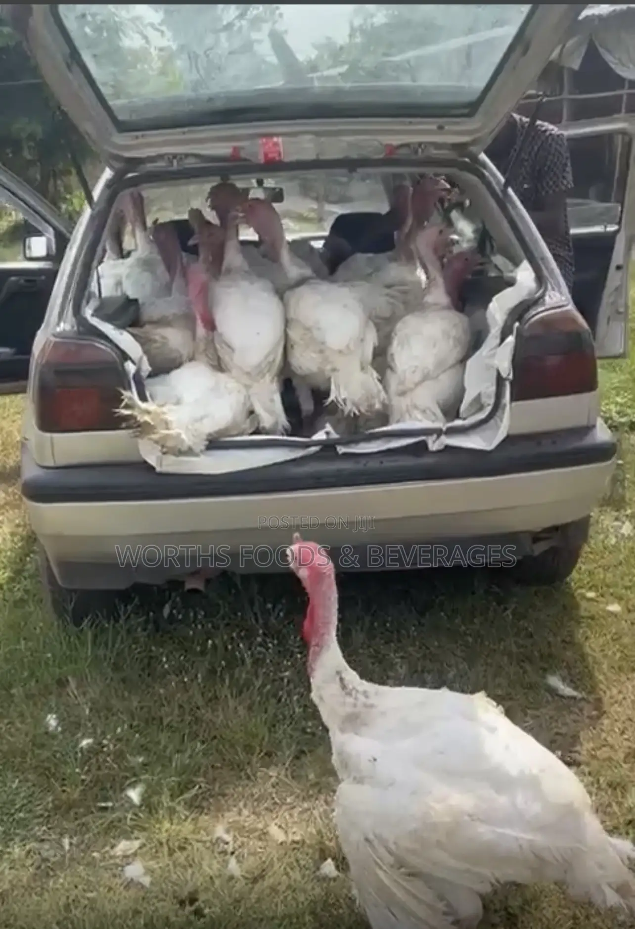 Giant Imported Turkeys for Sale