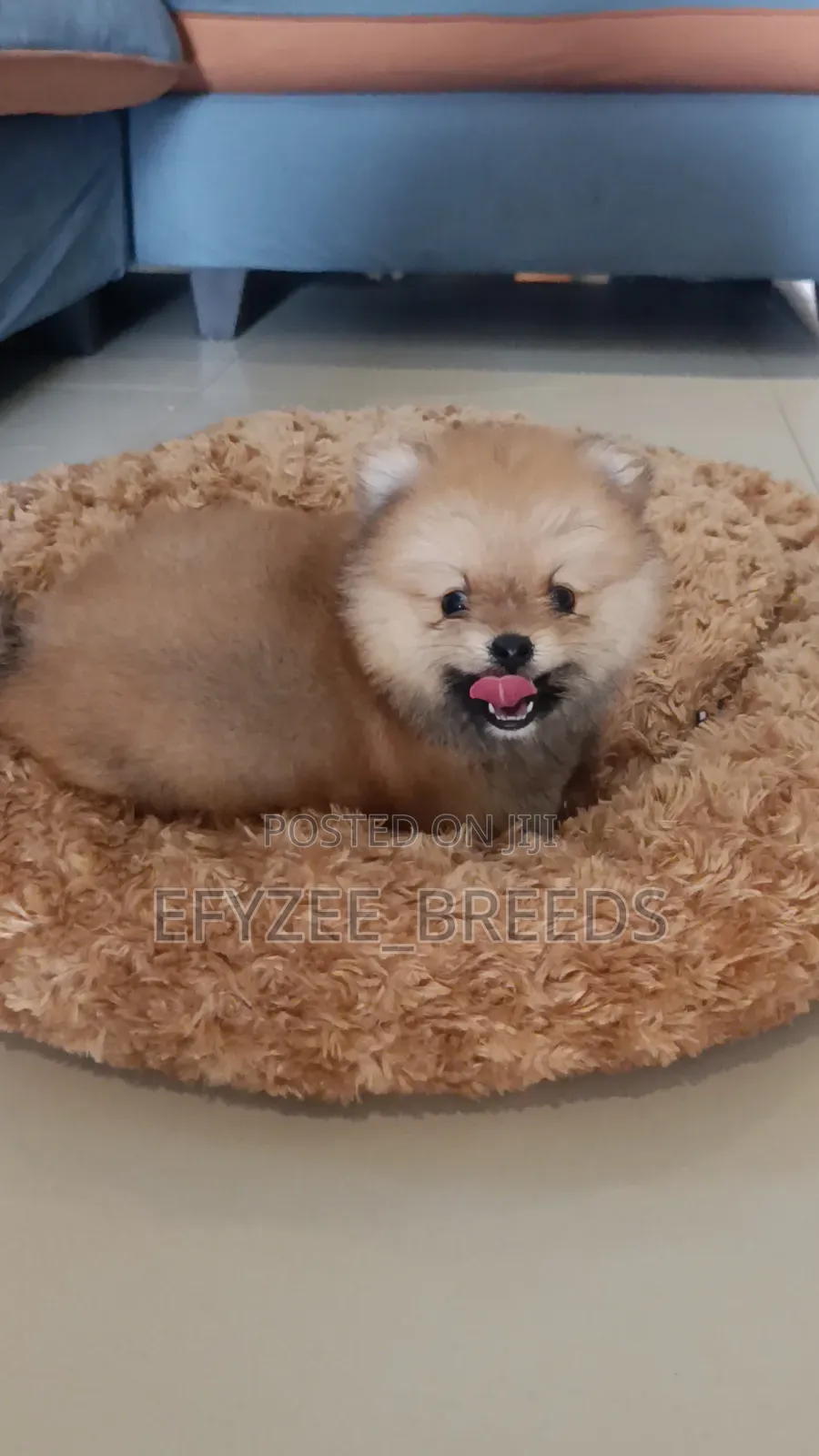 1-3 months Male Purebred Pomeranian