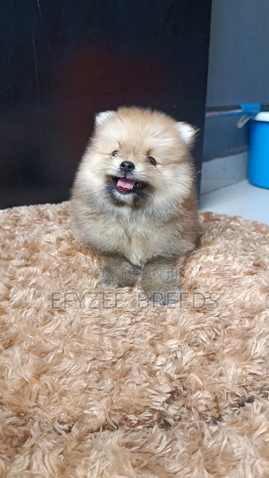 1-3 months Male Purebred Pomeranian