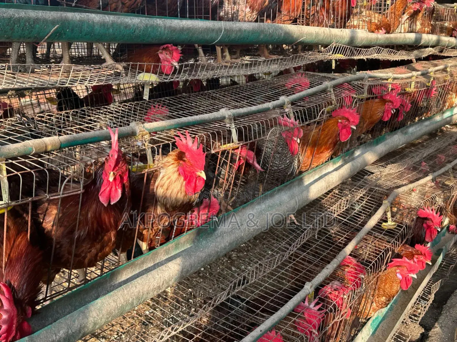 Big Live Noiller Chicken