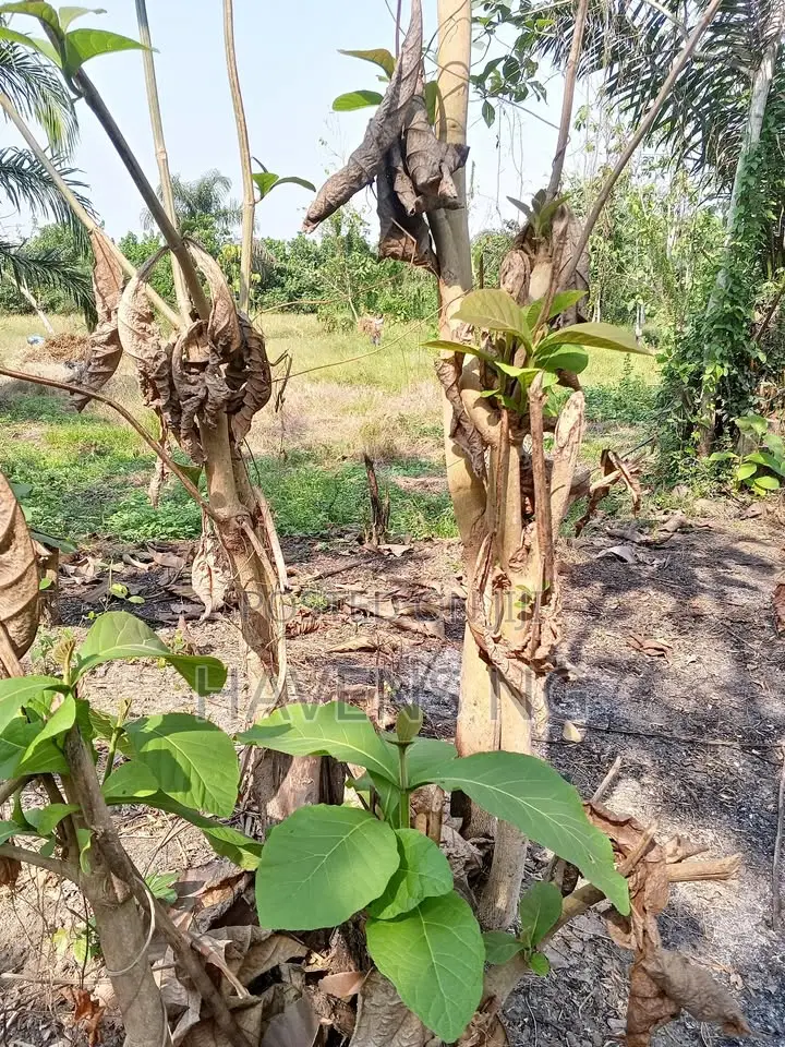 Acres of Land for Sale in Ibadan