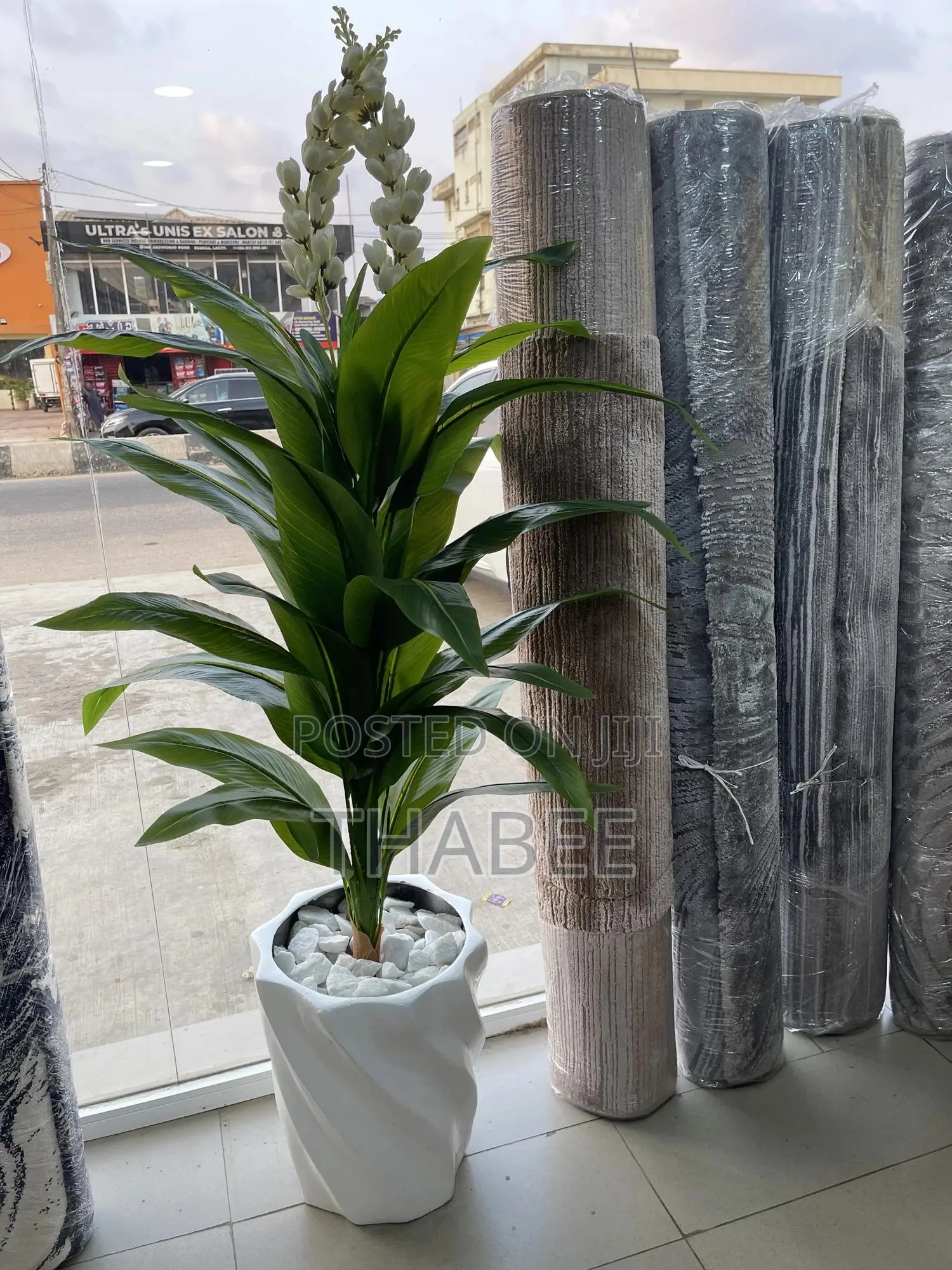 Tall Green Plant in Fibrepot