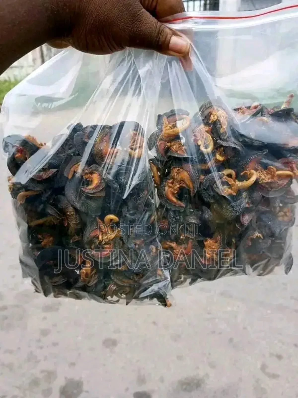 Export Standard Oven Dried Snails for Sale