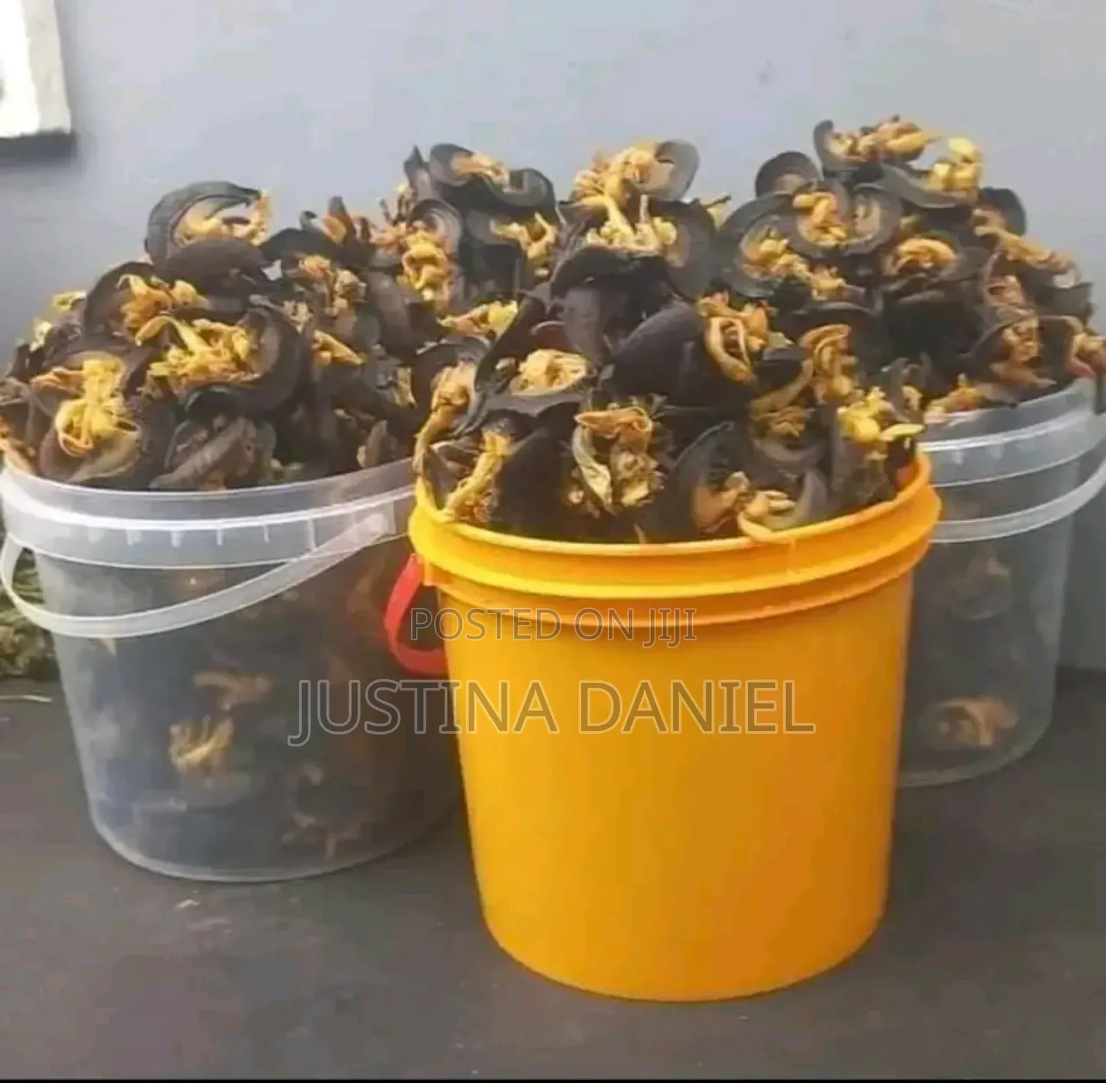 Export Standard Oven Dried Snails for Sale