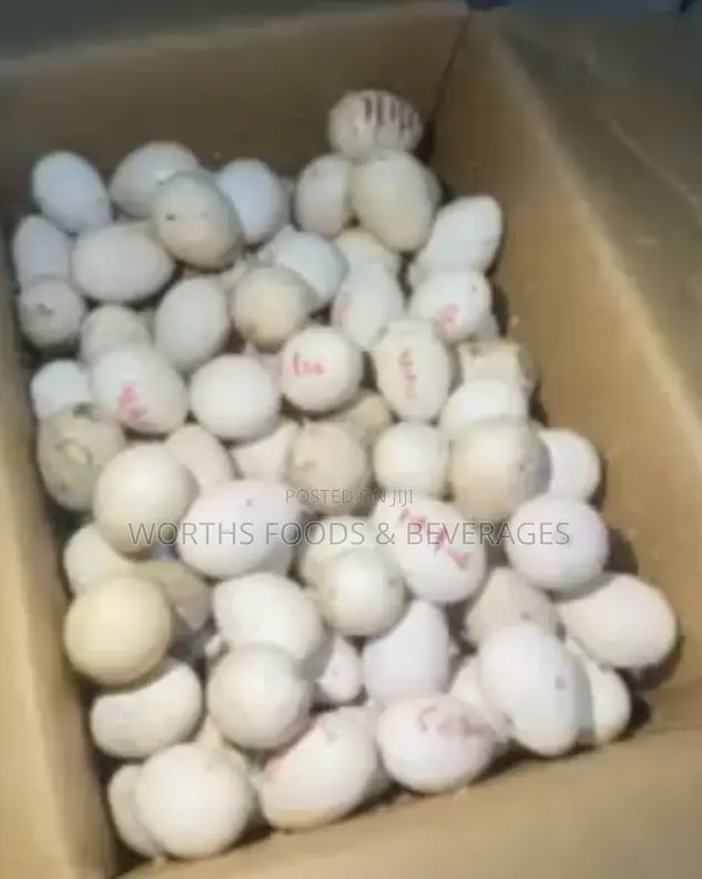 Foreign Local Turkeys Fertilized Eggs for Sale!