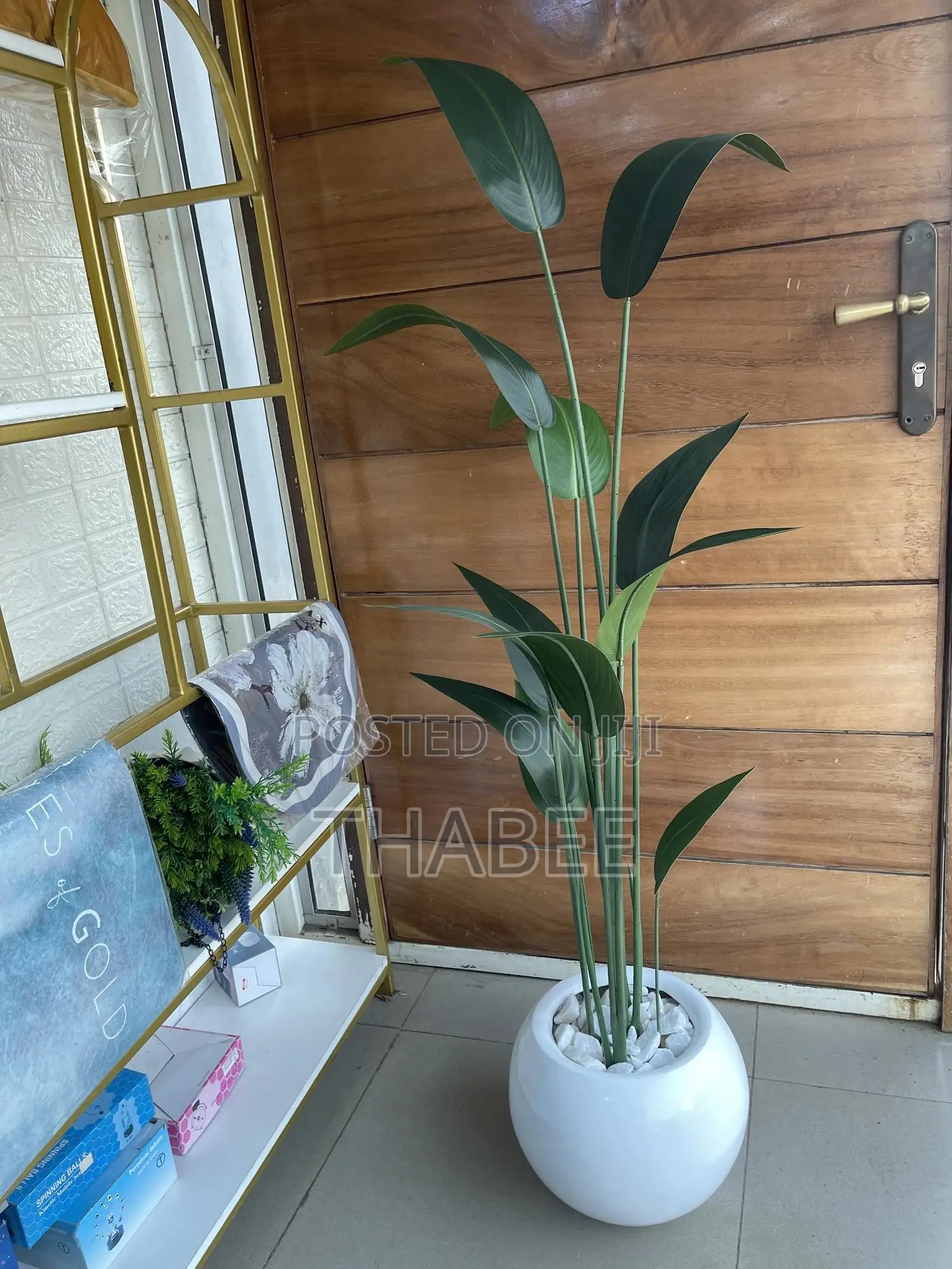 Skybird Plant in White Round Fibreglass Vase