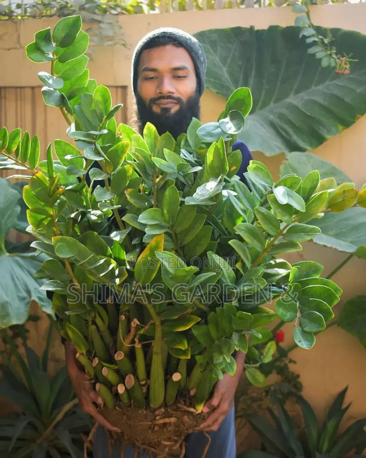 Shima's Garden and Horticulture