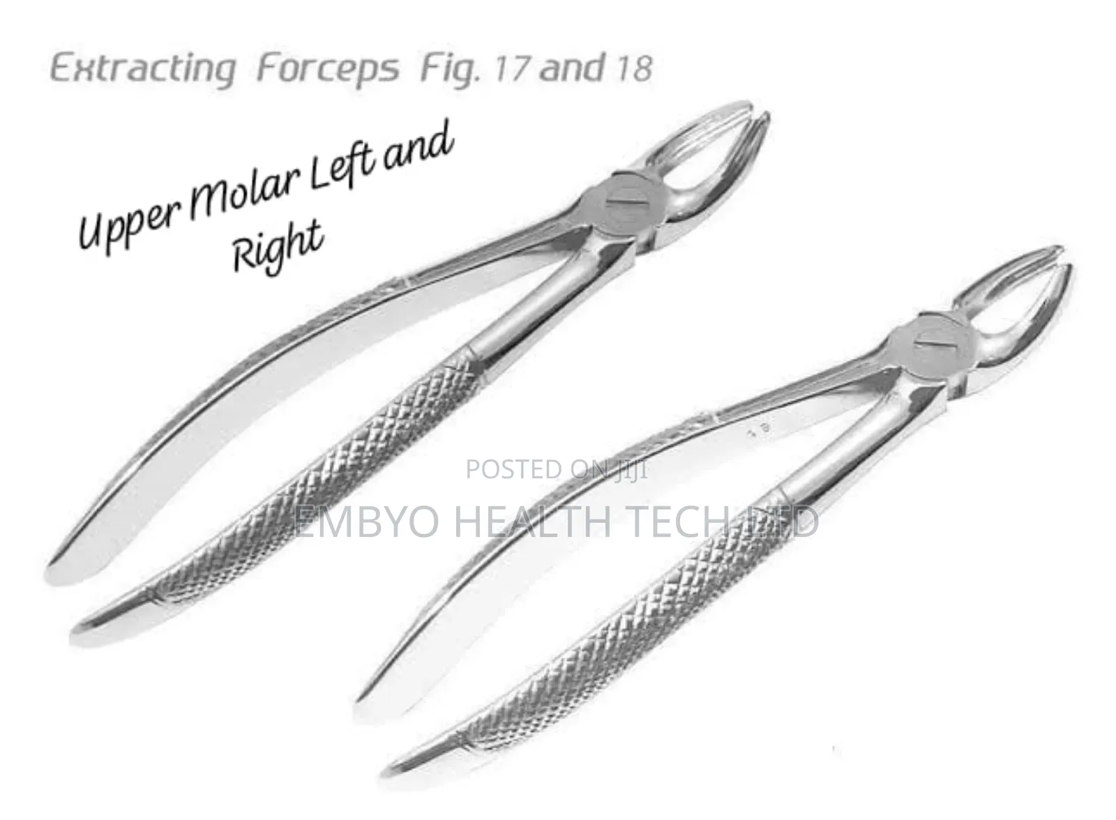 Upper Molar Left and Right