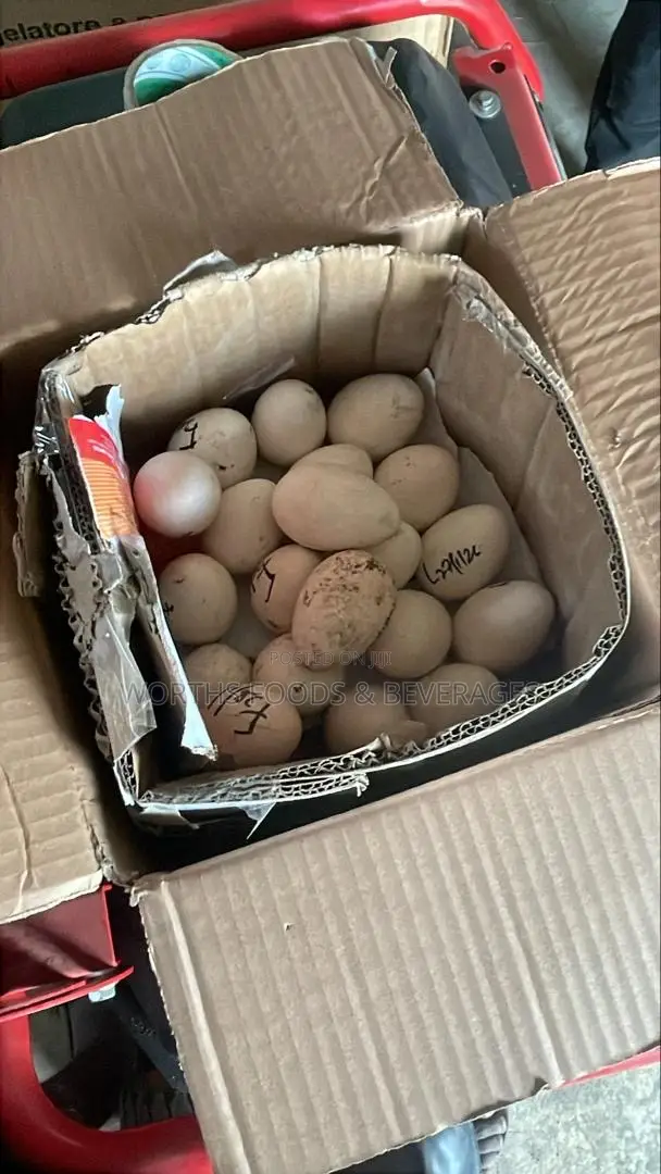 Foreign Local Turkeys Fertilized Eggs for Sale!