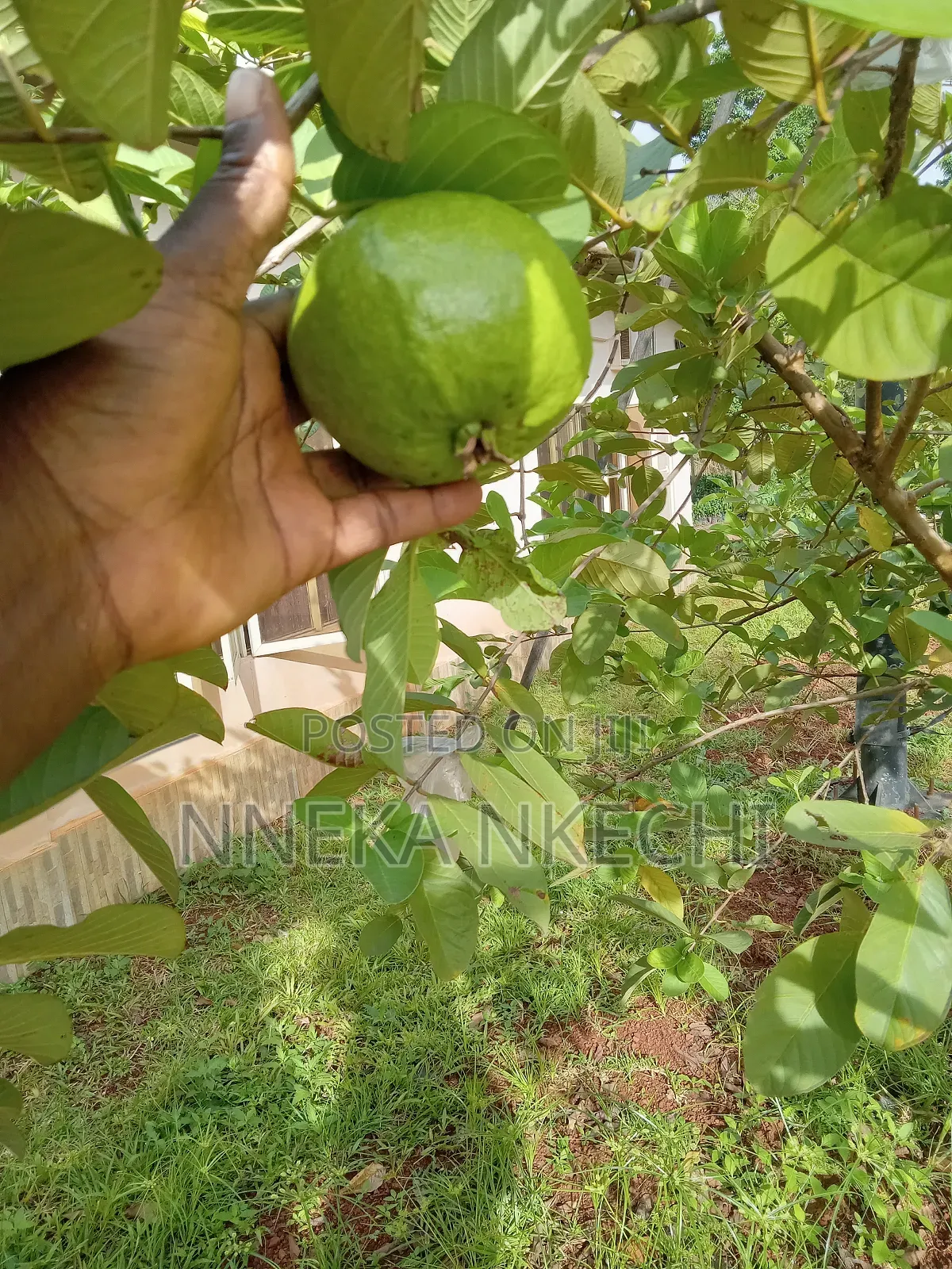 Opening a New Hybrid Farm
