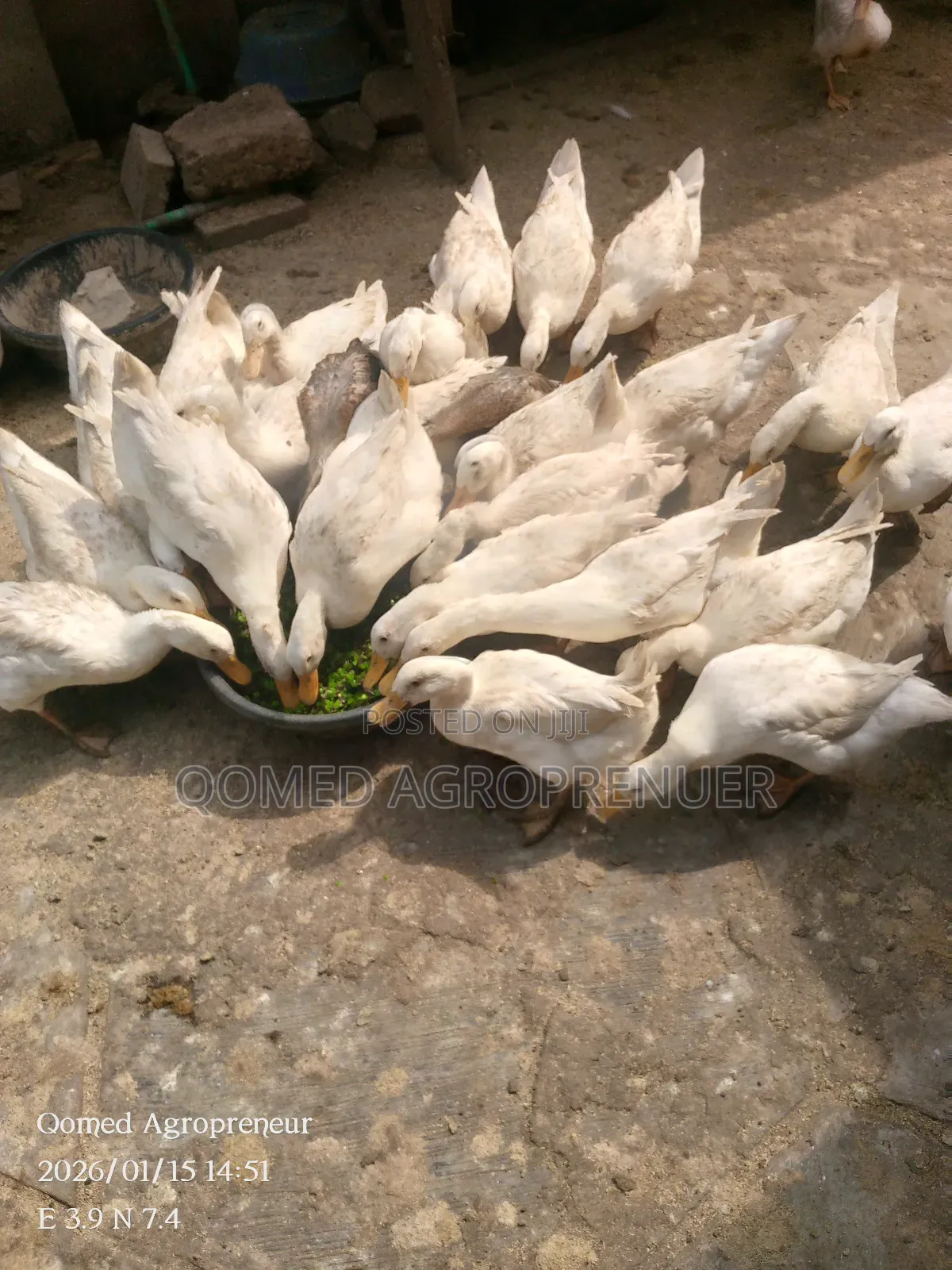 Pekin Duck