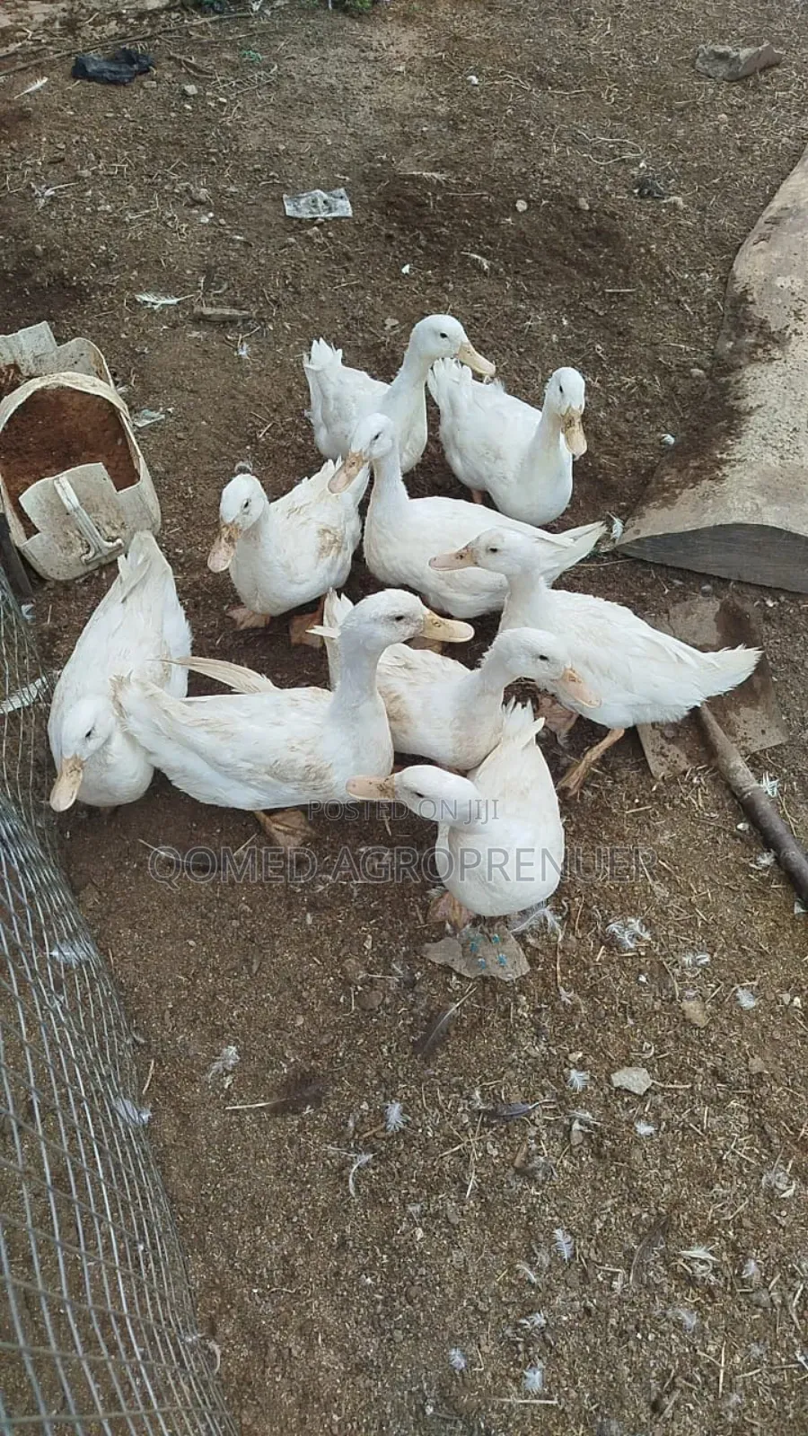 Pekin Duck