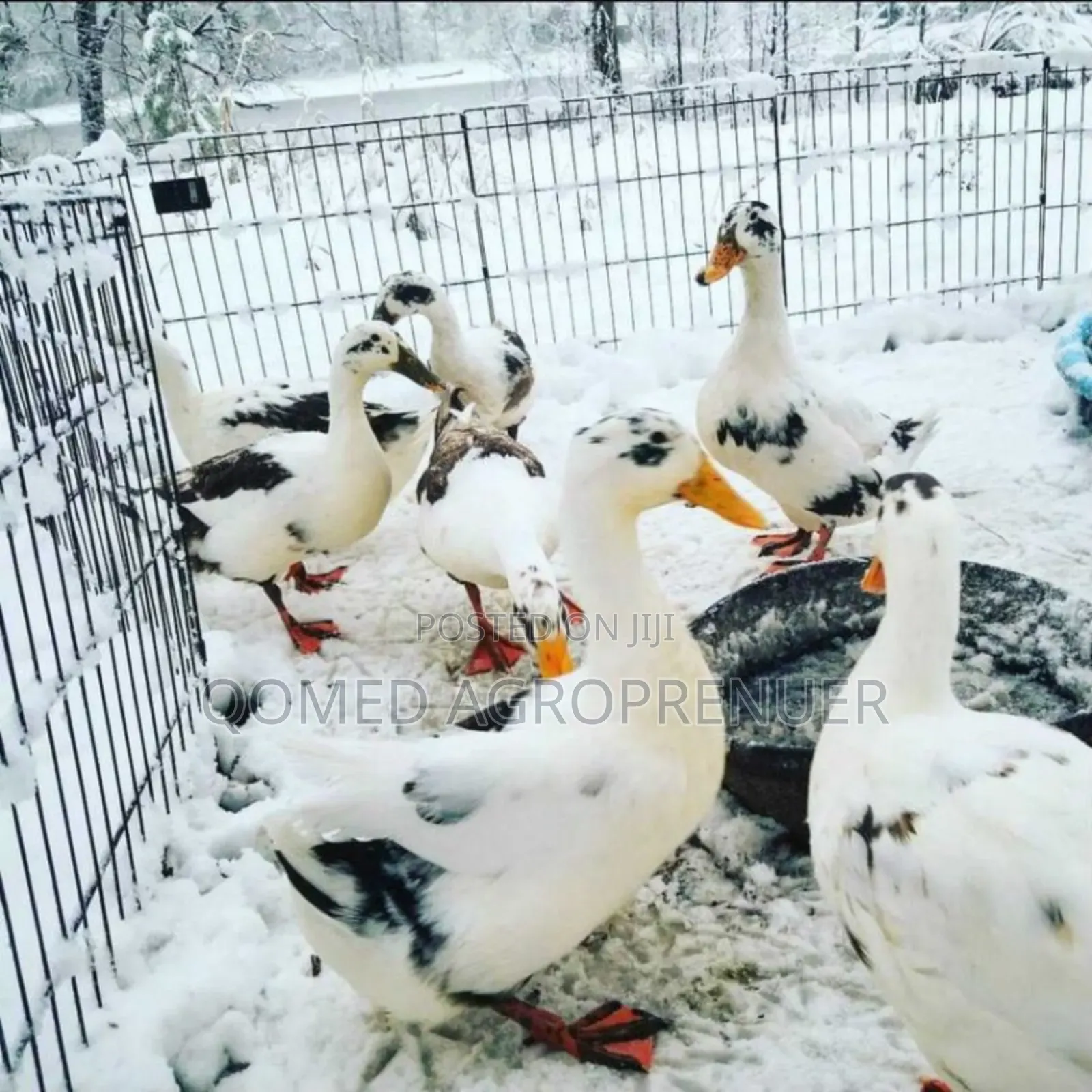 Pekin Duck