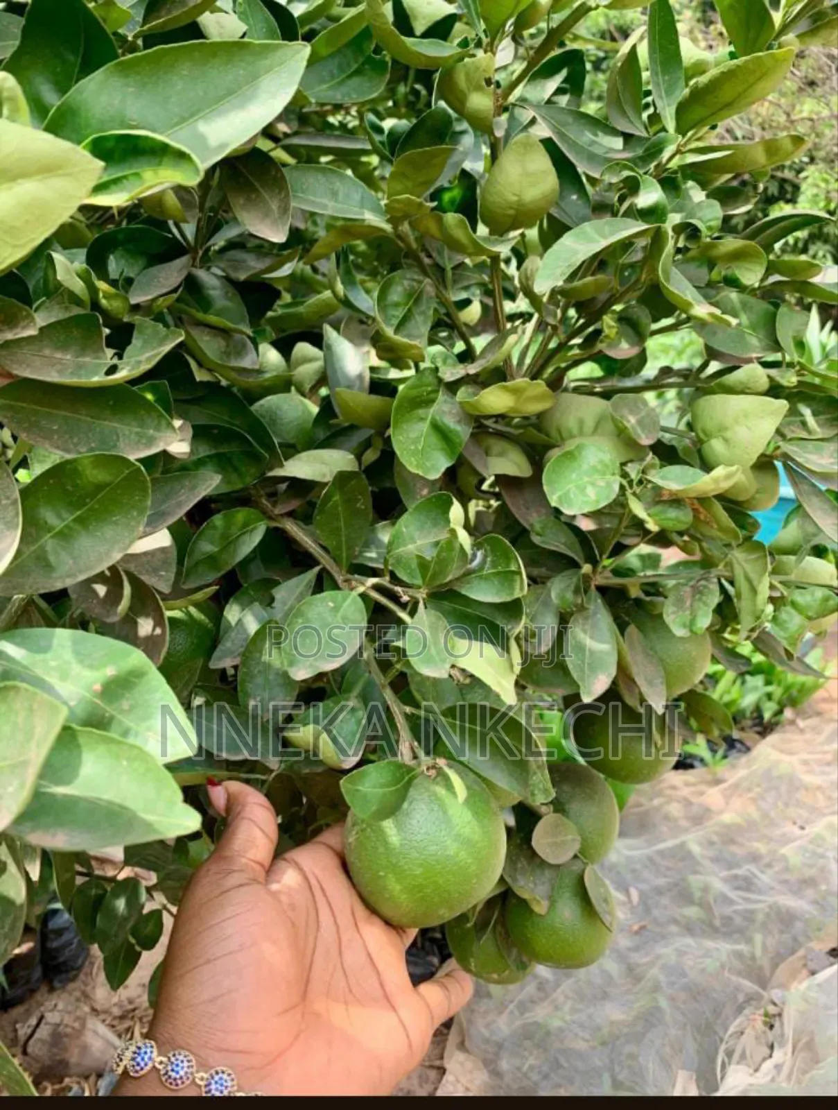 Tangelo Seedlings and Nurseries