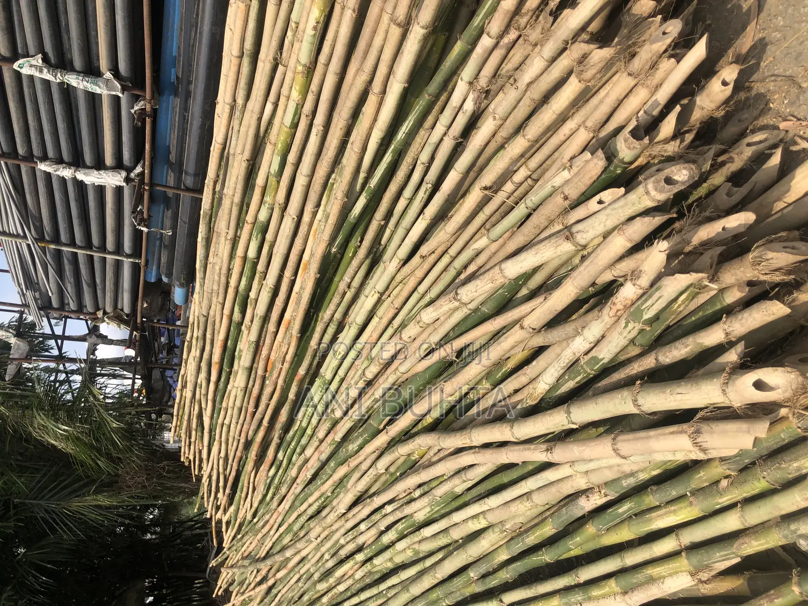 Bamboo Stick