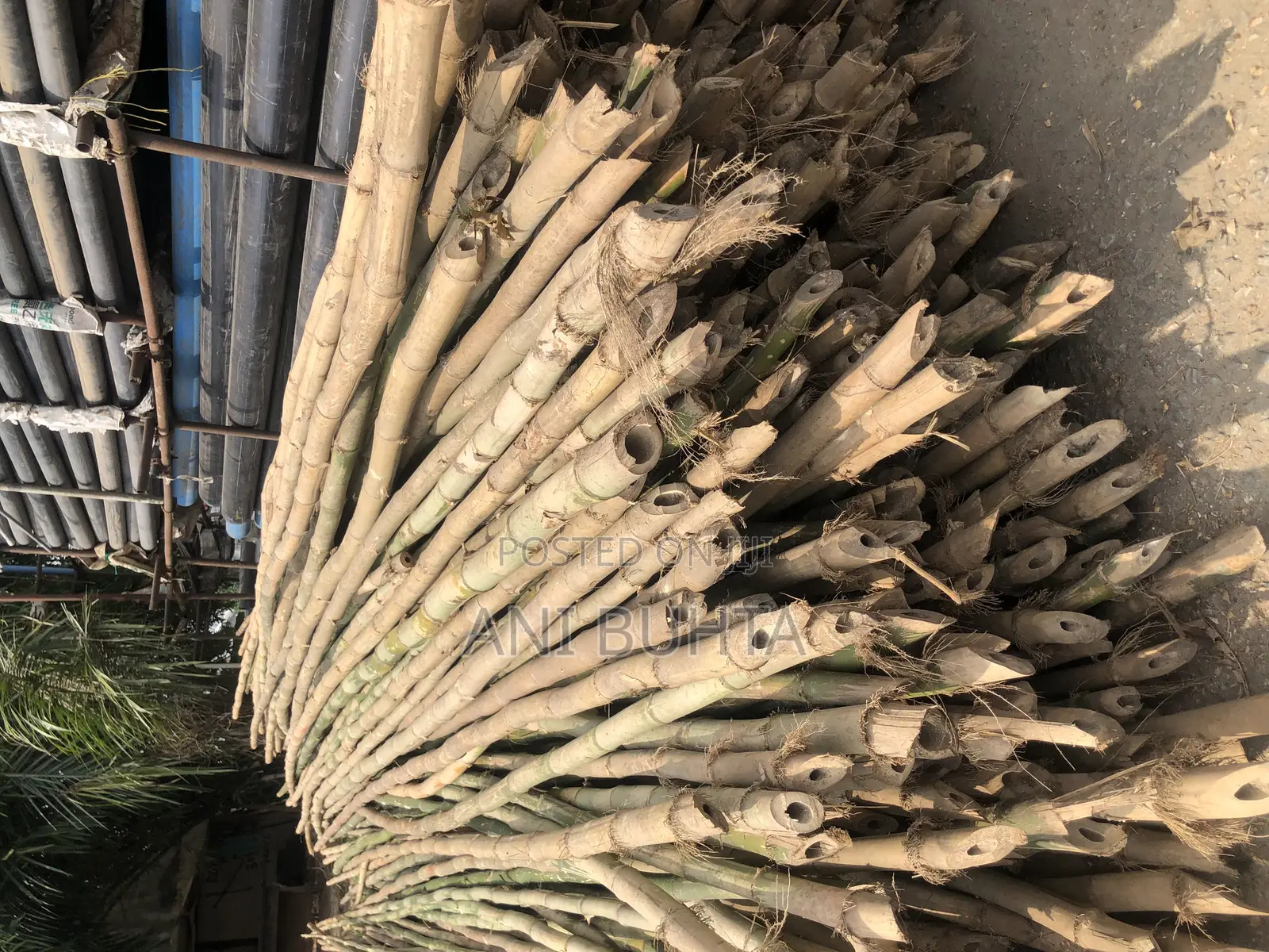 Bamboo Stick