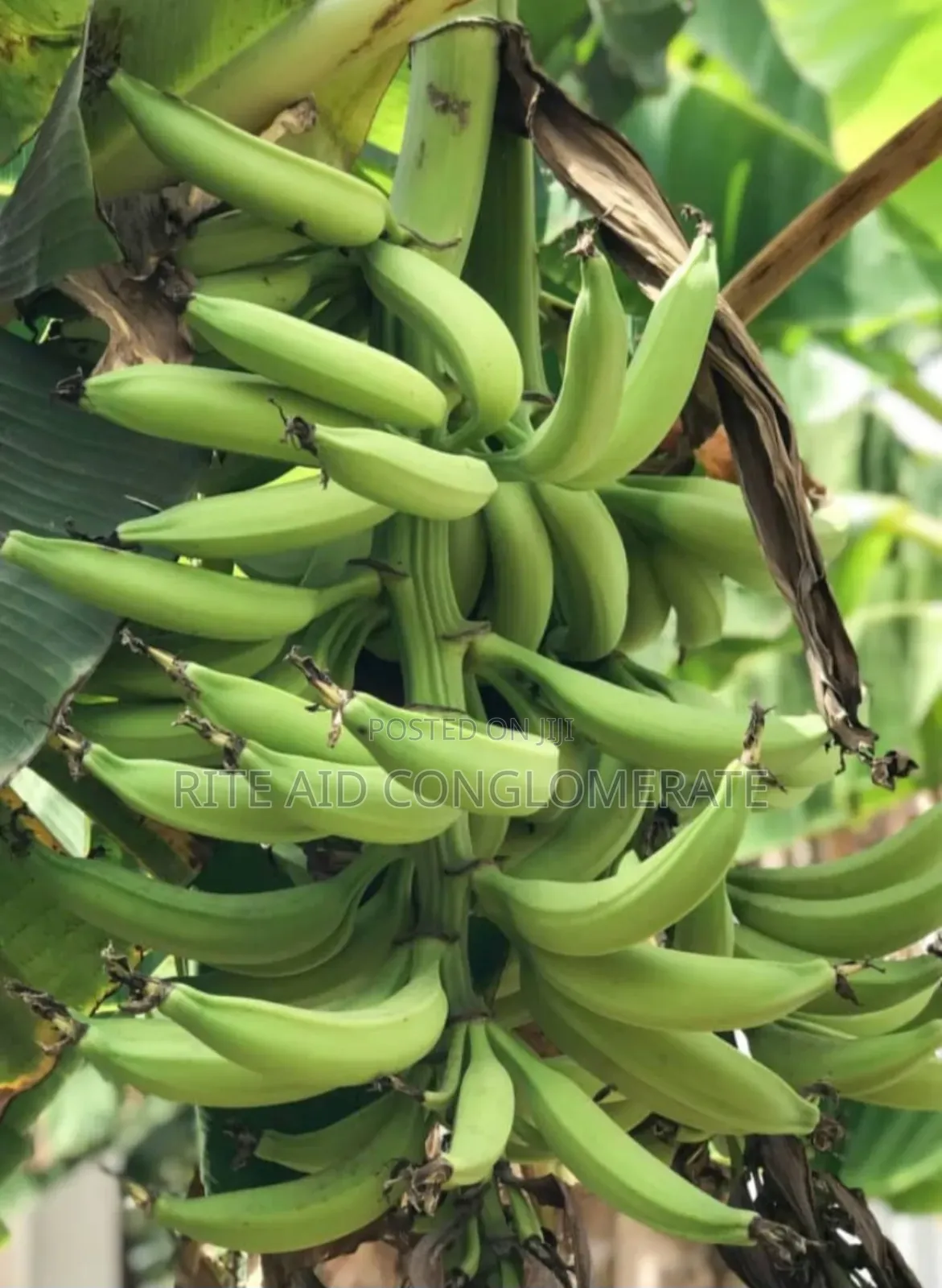 Giant Elephant Hybrid Plantain and Banana Suckers