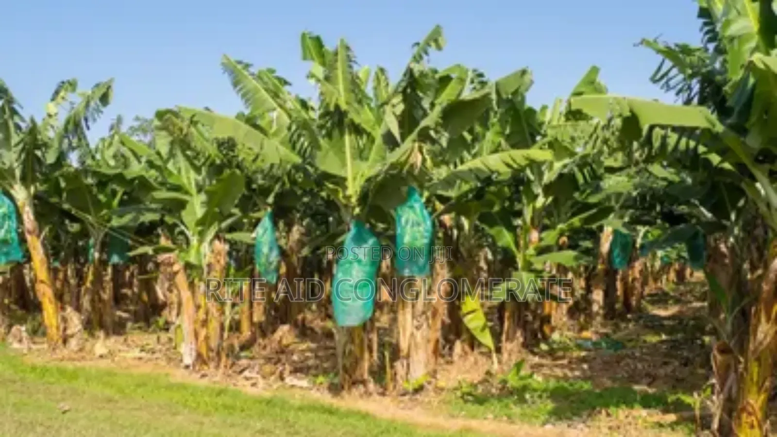 Giant Elephant Hybrid Plantain and Banana Suckers