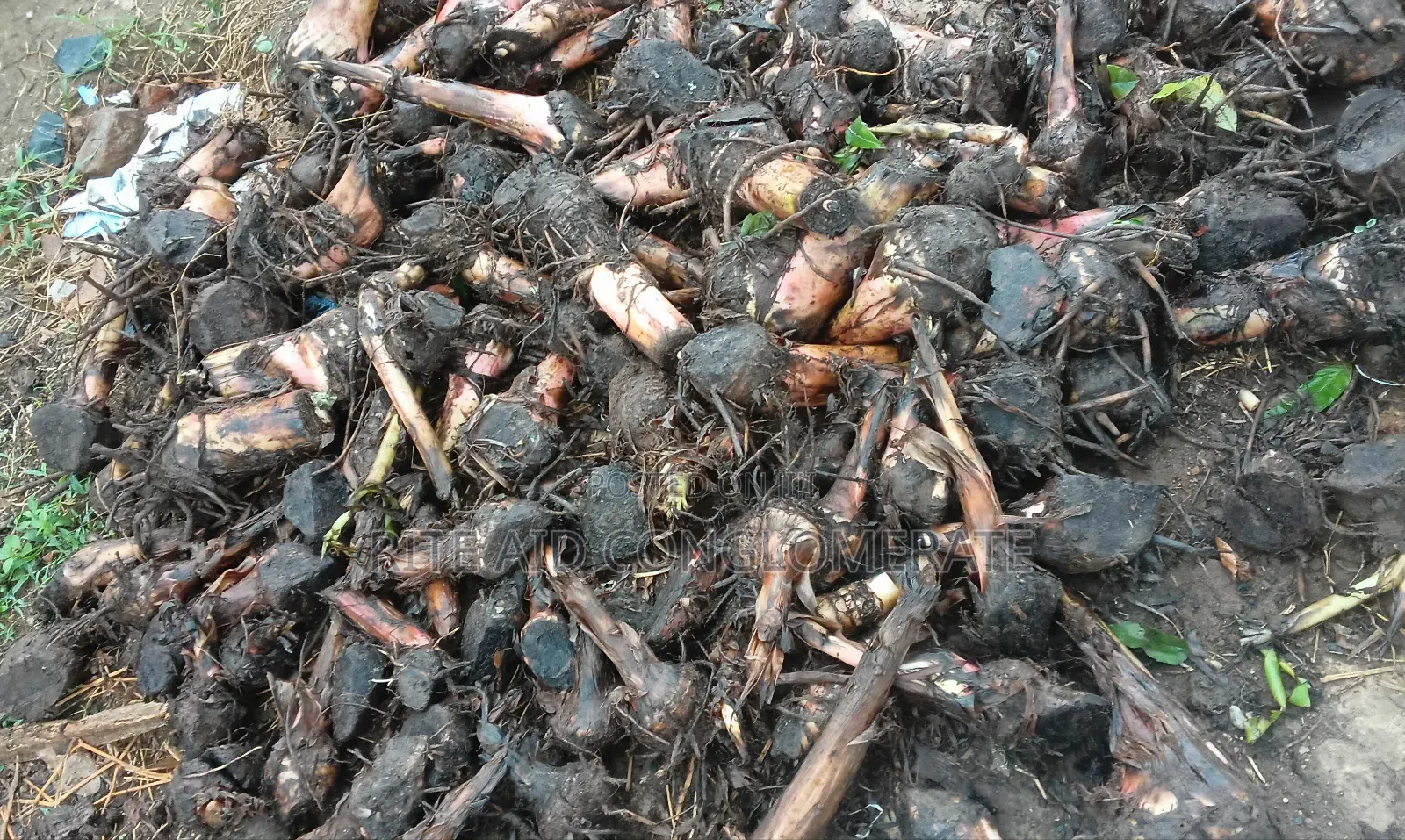 Giant Elephant Hybrid Plantain and Banana Suckers