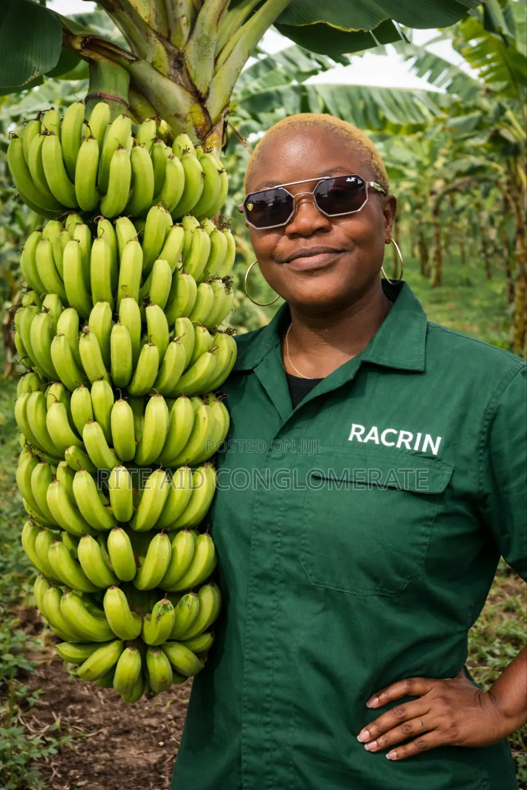 Giant Elephant Hybrid Plantain and Banana Suckers
