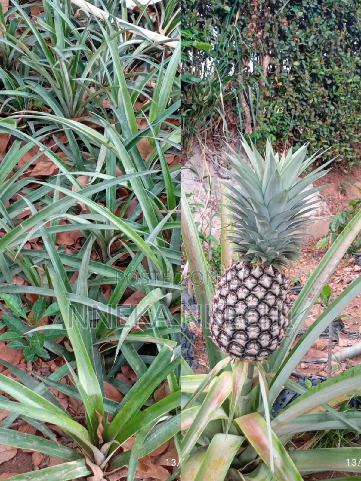 Queen Size Pineapple
