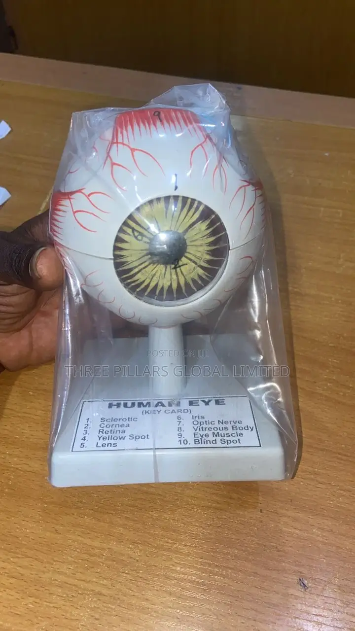 Eye Model for Anatomy