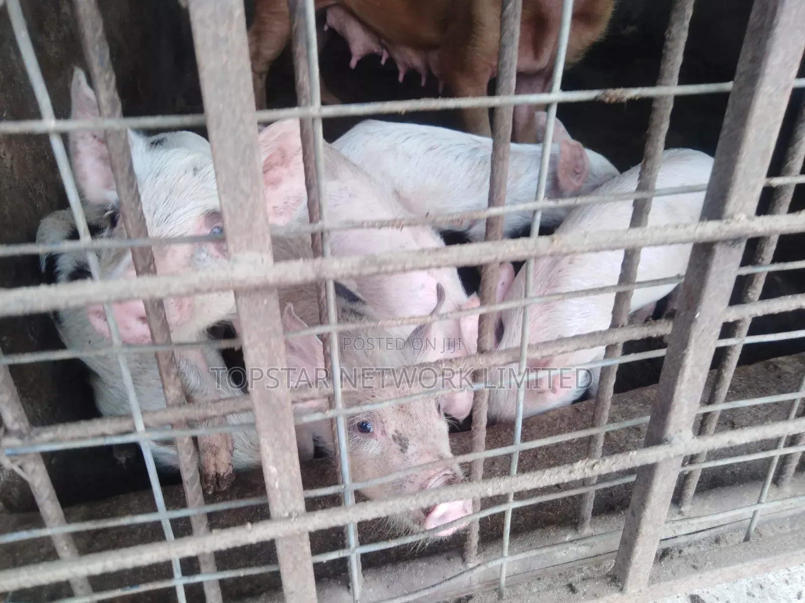 Large White Weaners