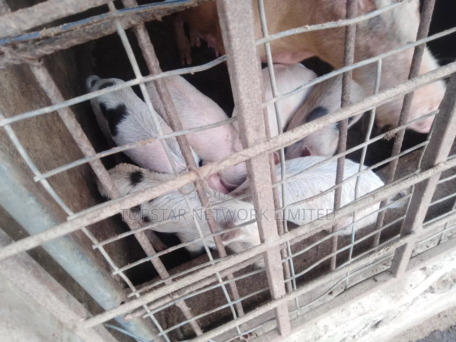 Large White Weaners